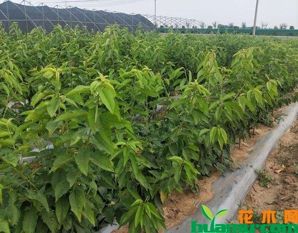 樱桃树苗