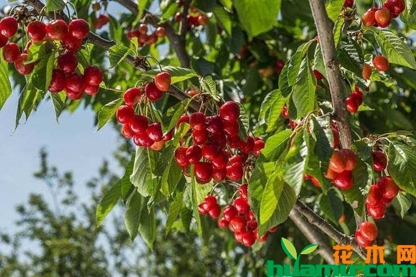 大樱桃树苗价格多少钱一棵？大樱桃树苗的种植方法有哪些？