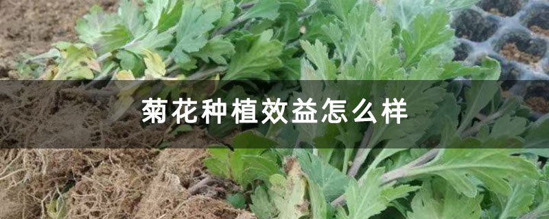 菊花种植效益怎么样