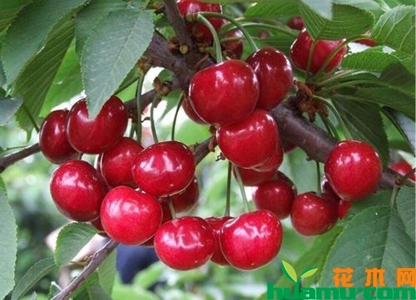 大樱桃树