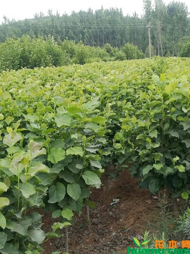 白玉兰树多少钱一棵？白玉兰树什么时候种植？