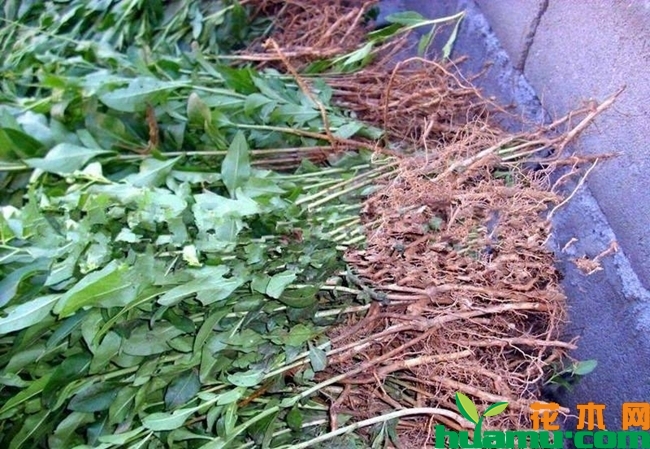 宁夏枸杞树苗多少钱一棵？枸杞子树苗种植技术有哪些？