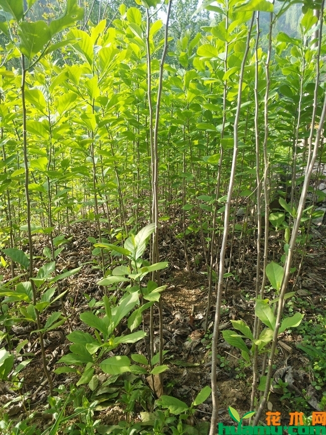 白玉兰树什么时候种植？
