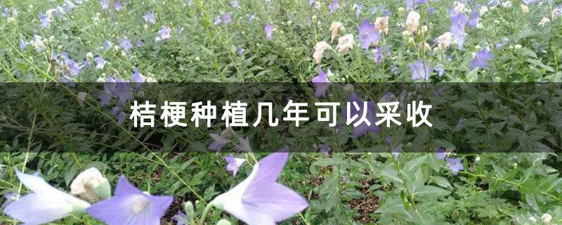 桔梗种植几年可以采收