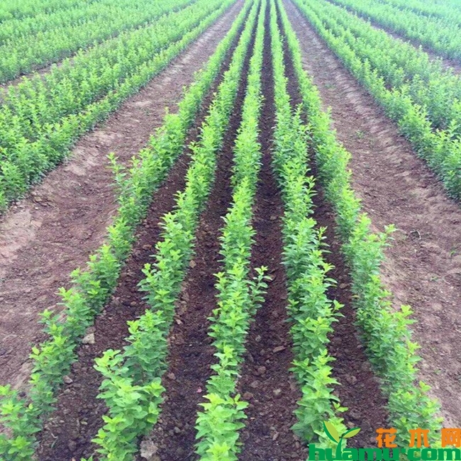 枸杞子树苗种植技术有哪些？