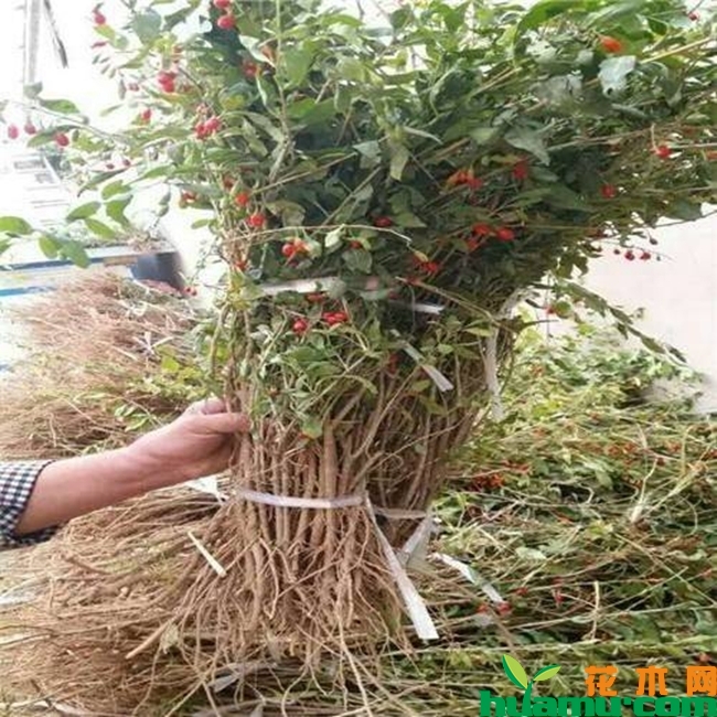 枸杞子树苗种植技术