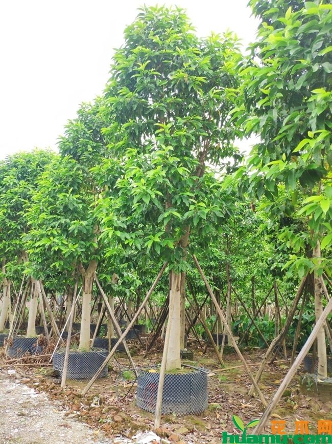 白玉兰树种植技术