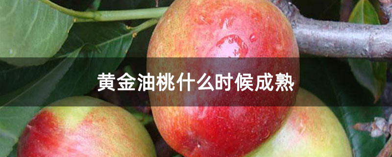 黄金油桃什么时候成熟