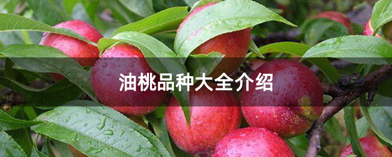 油桃品种大全介绍