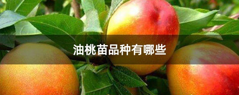 油桃苗品种有哪些