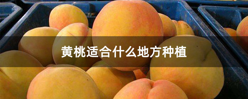黄桃适合什么地方种植