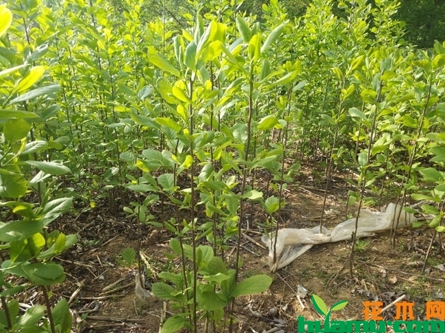 白玉兰树种植方法