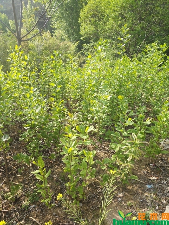白玉兰树苗价格