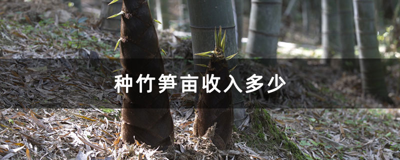 种竹笋亩收入多少