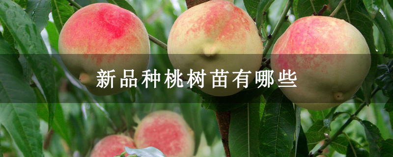 新品种桃树苗有哪些