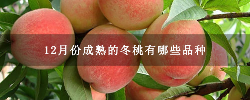 12月份成熟的冬桃有哪些品种