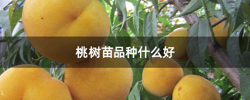 桃树苗品种什么好
