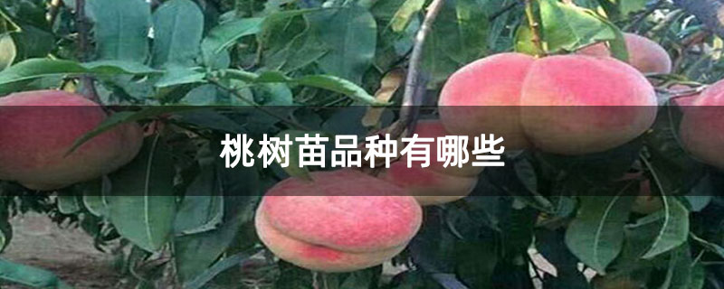 桃树苗品种有哪些