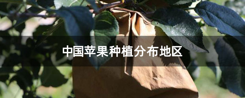 中国苹果种植分布地区