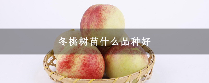冬桃树苗什么品种好