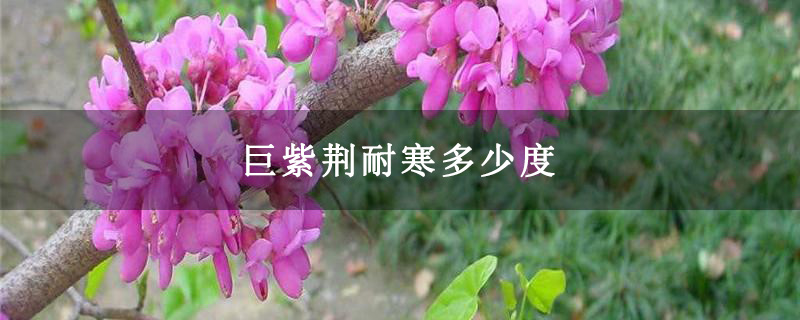 巨紫荆耐寒多少度