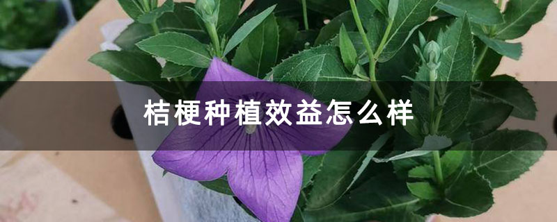 桔梗种植效益怎么样