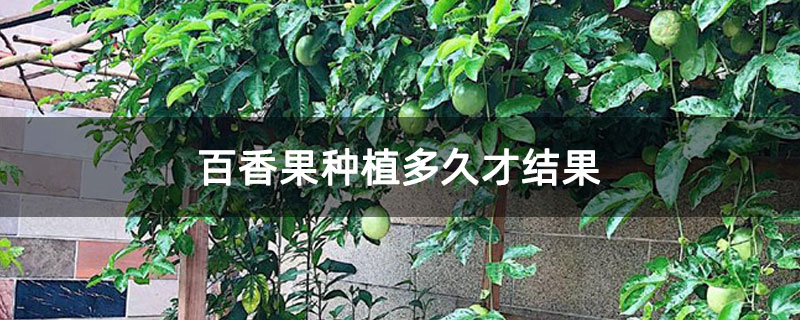 百香果种植多久才结果