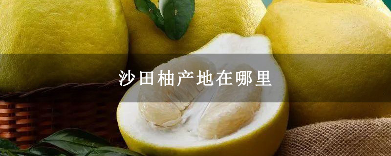 沙田柚产地在哪里