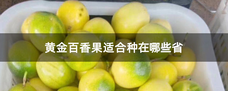 黄金百香果适合种在哪些省