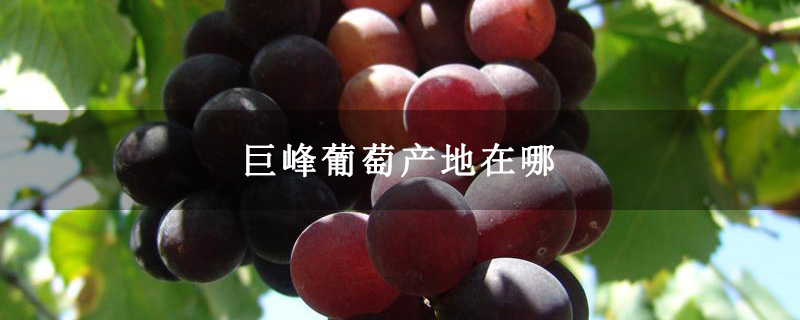 巨峰葡萄产地在哪