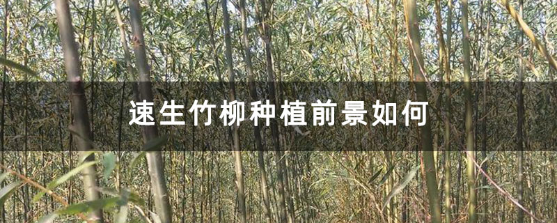 速生竹柳种植前景如何 速生竹柳种植前景如何