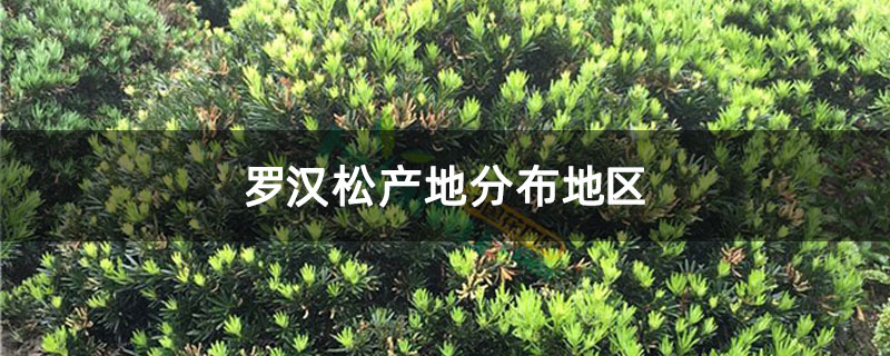 罗汉松产地分布地区