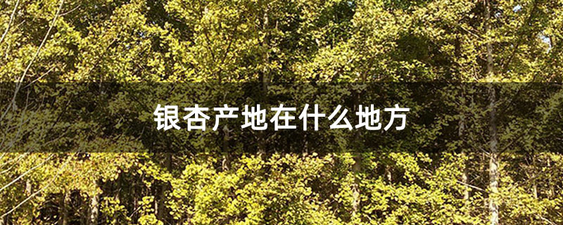银杏产地在什么地方