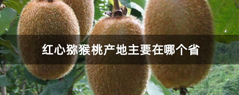红心猕猴桃产地主要在哪个省
