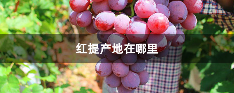 红提产地在哪里