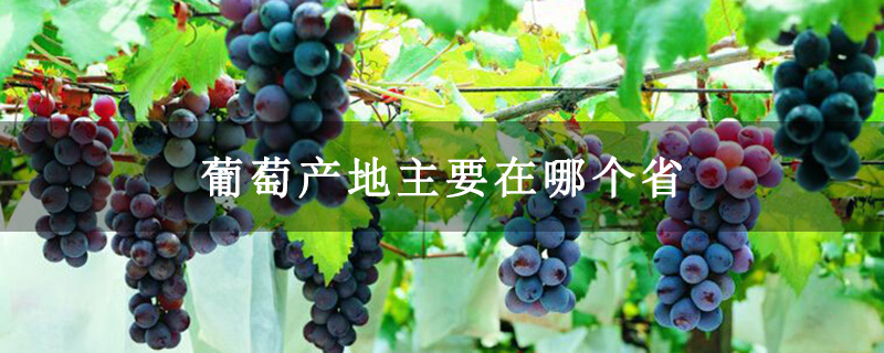 葡萄产地主要在哪个省