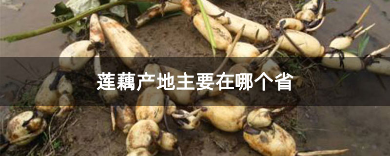 莲藕产地主要在哪个省