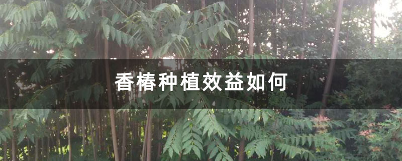 香椿种植效益如何