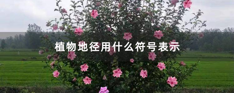 木槿花苗