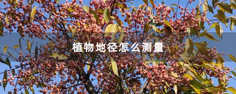 大叶丝棉木苗