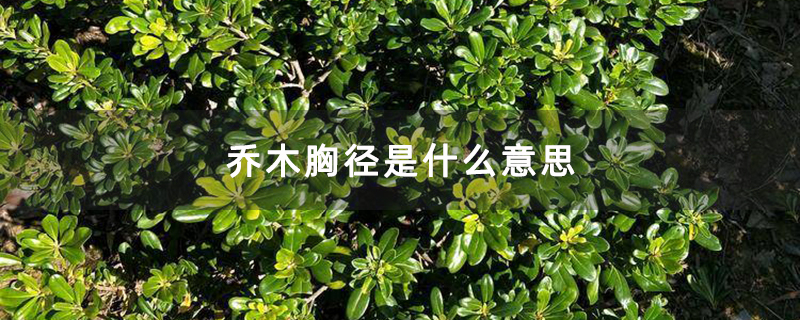 乔木胸径是什么意思