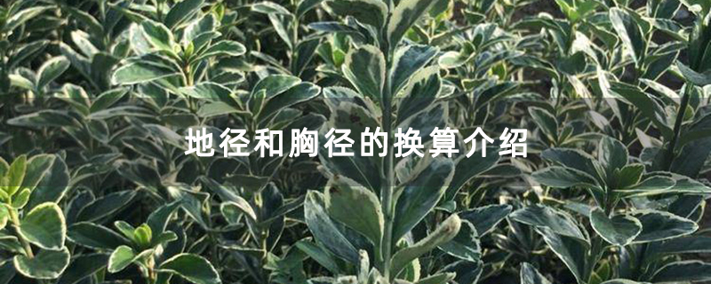 金边黄杨苗