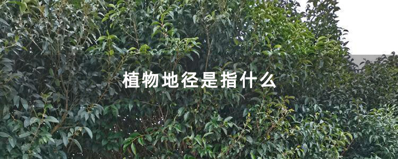 植物地径是指什么