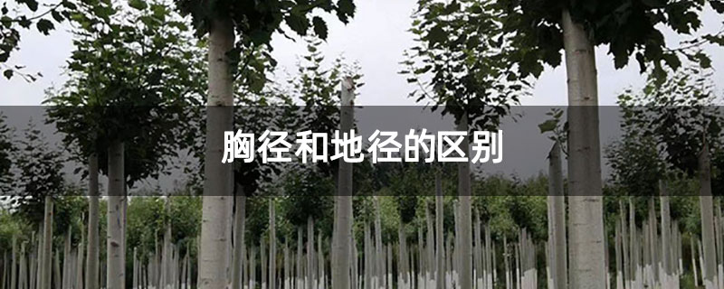 胸径和地径的区别