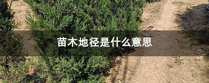 苗木地径是什么意思