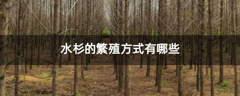 水杉的繁殖方式有哪些 水杉的繁殖方式有哪些