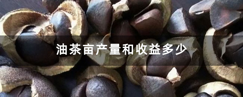 油茶亩产量和收益多少