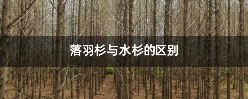 落羽杉与水杉的区别 落羽杉与水杉的区别