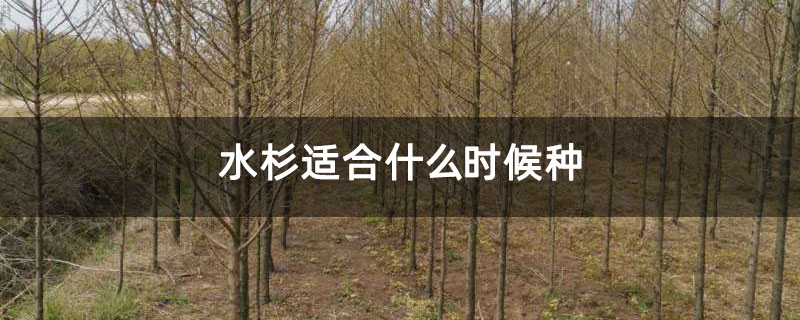 水杉适合什么时候种
