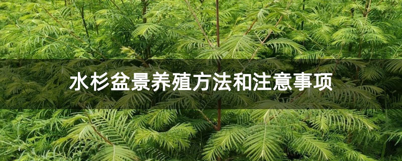 水杉盆景养殖方法和注意事项